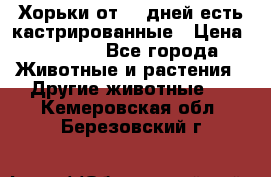   Хорьки от 35 дней есть кастрированные › Цена ­ 2 000 - Все города Животные и растения » Другие животные   . Кемеровская обл.,Березовский г.